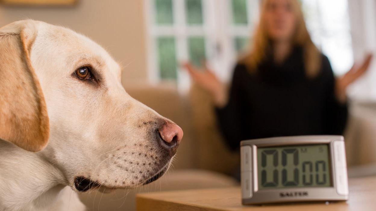 A dog in front of a cooker timer as part of a training. A woman can be seen sitting on a couch.