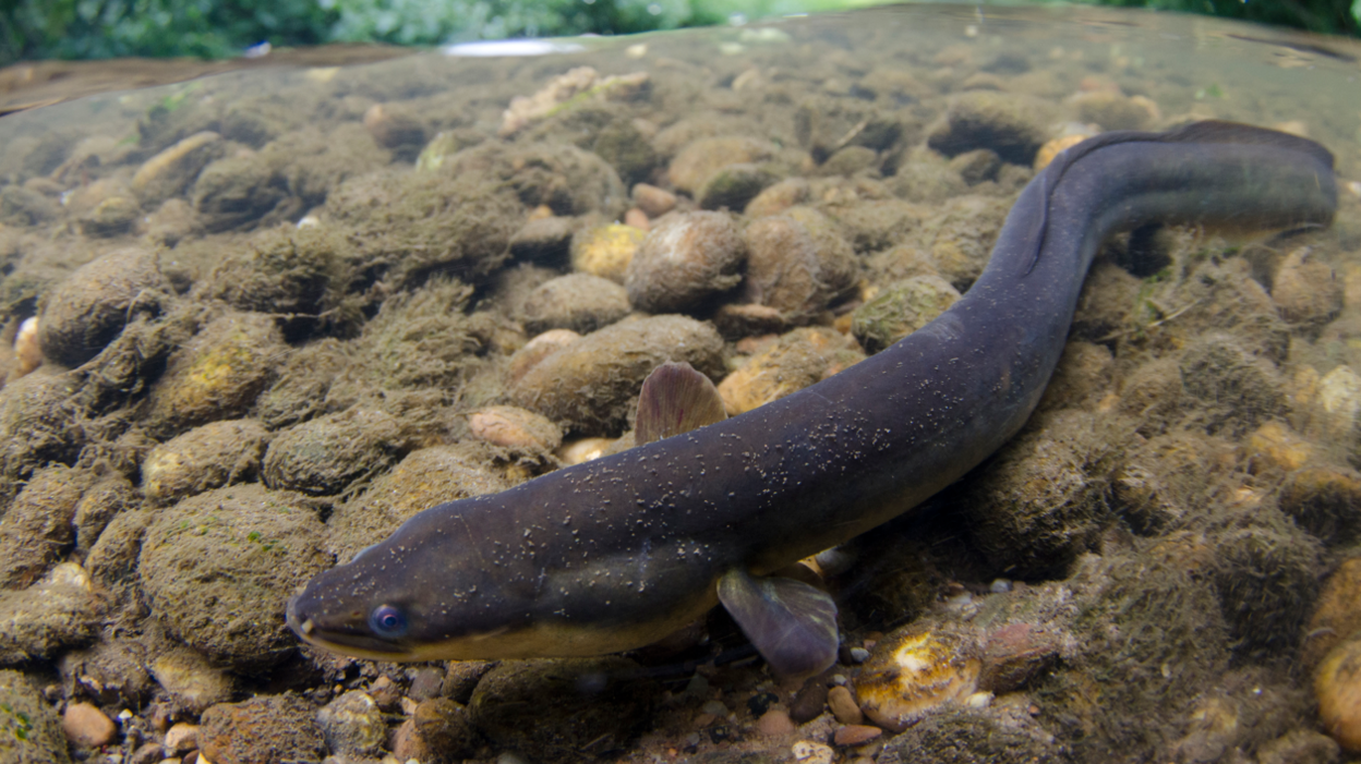 A European Eel on a stony riverbed