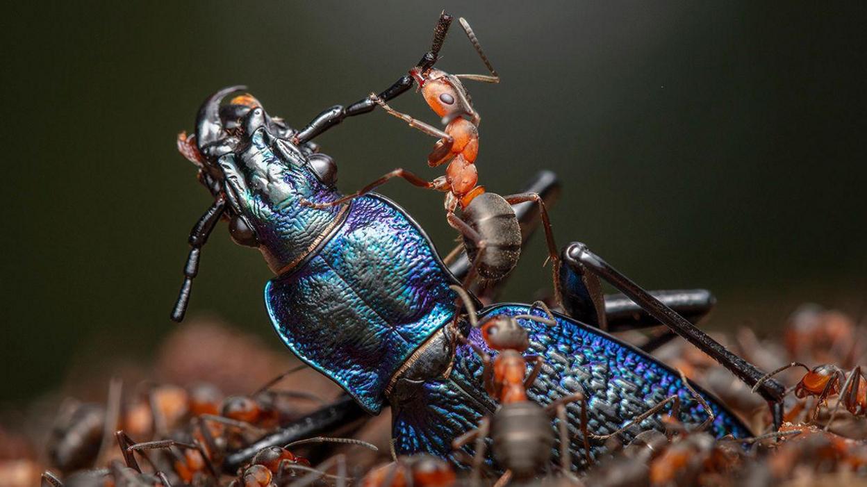 A large beetle is taken on by an army of ants.  One in particular is grabbing hold of his antler and biting it.  What appears at first to be the forest floor is actually a bed of ants, carrying it along.