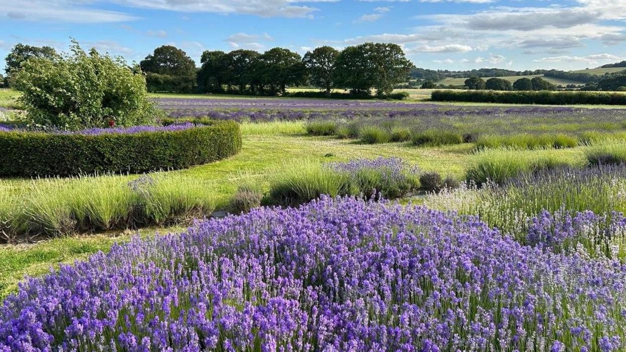 Fields of lavender with hills and trees in the background