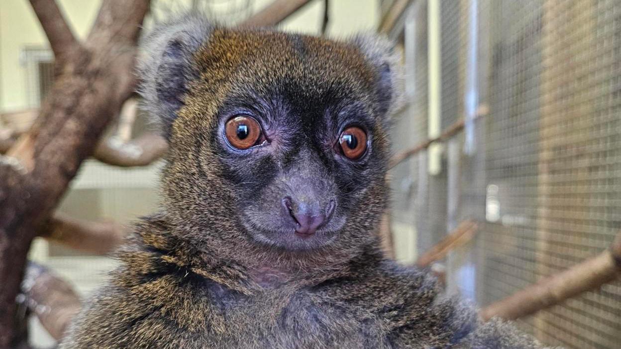 A close-up of a brown and white greater bamboo lemur. It has big brown eyes with darker fur around them. There are branches in the beackground.