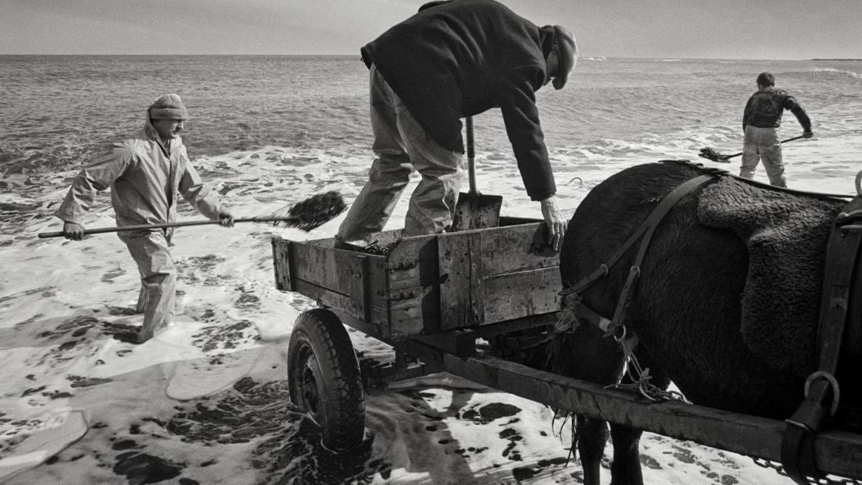 Three men are shovelling coal from the sea into the back of a horse drawn cart. One man is standing in the cart the other two are in the water 