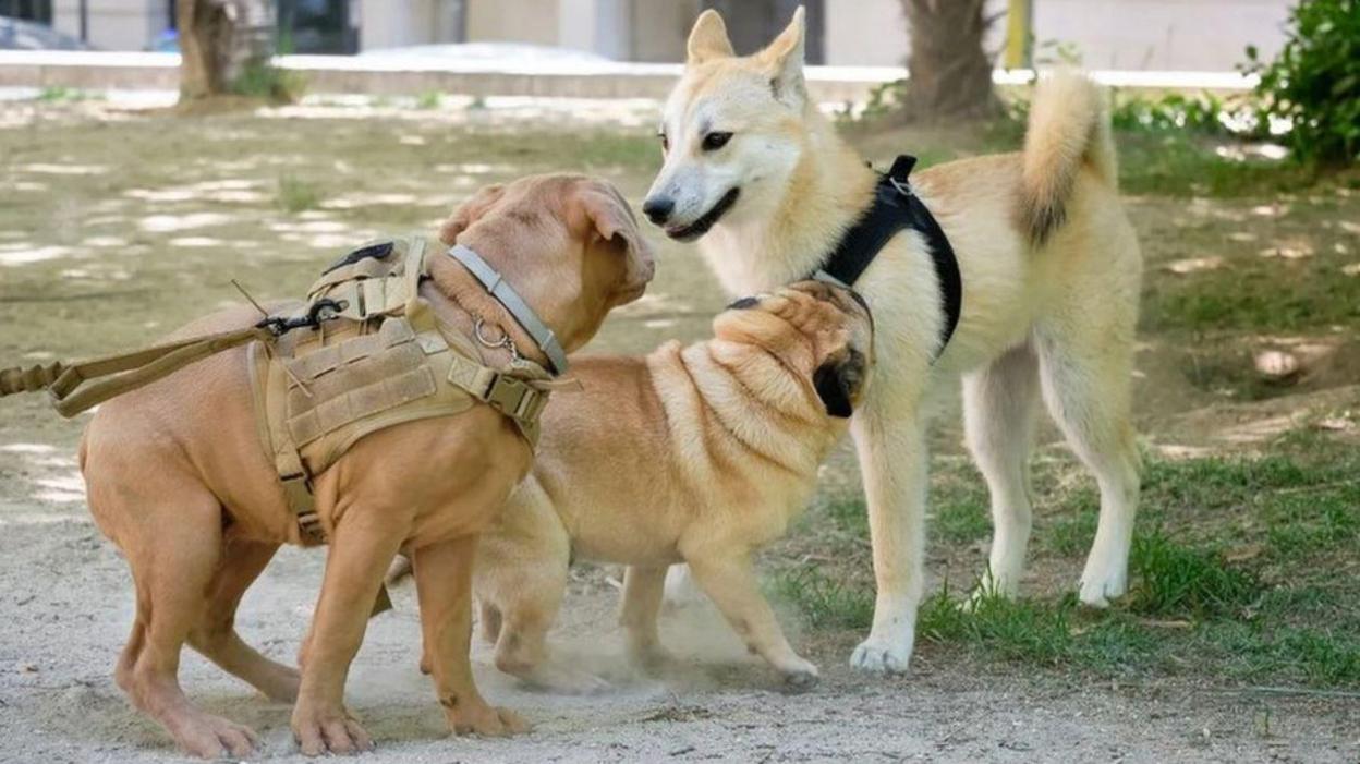 Three dogs meeting outdoors