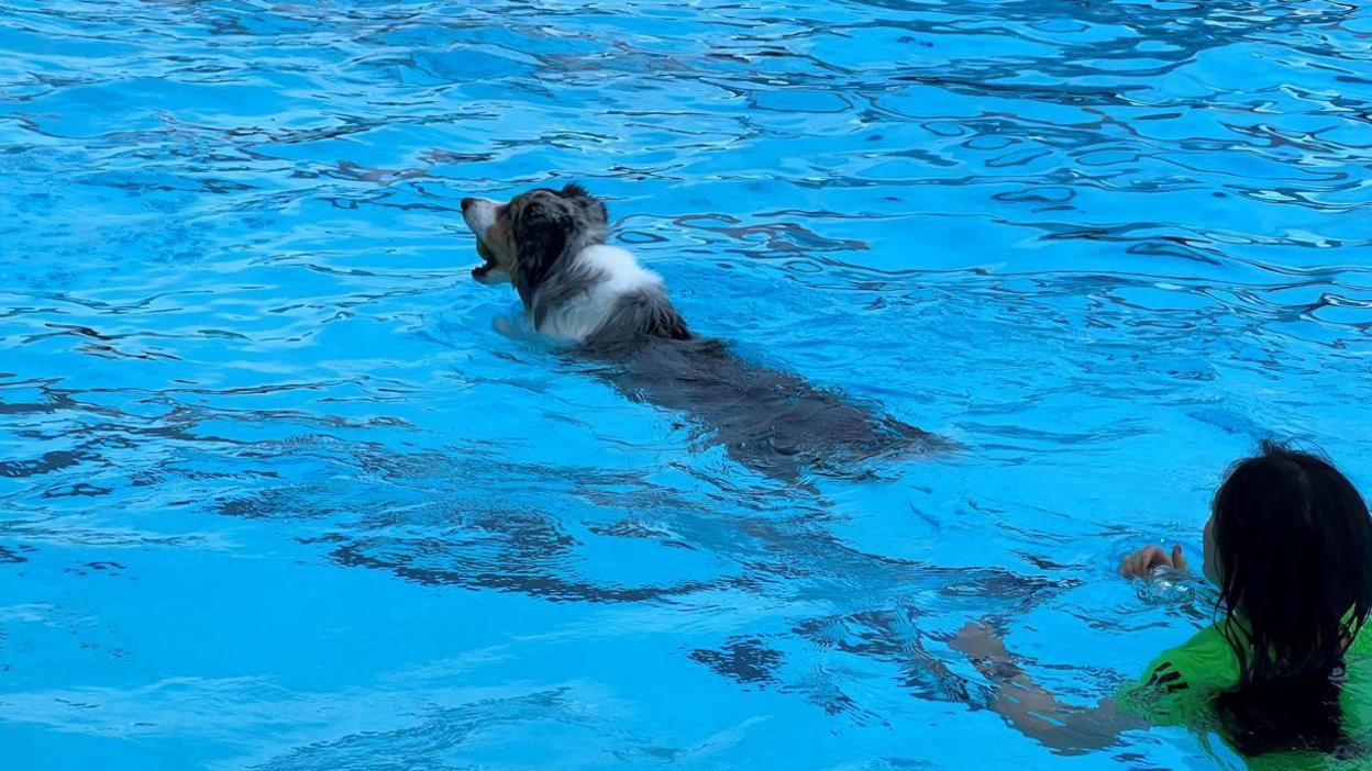 An Australian Shephard dog with a ball in it's mouth, swimming away from a woman who is behind him. The pool water is bright turquoise. 