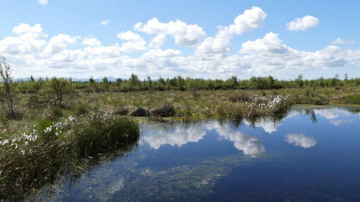 Drumburgh Moss Nature Reserve