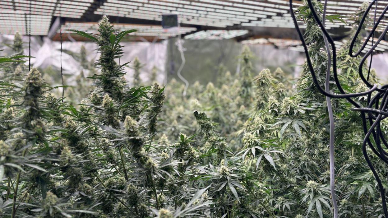 Cannabis plants in a cannabis factory. There are scores of plants underneath lights. Electrical wires are dangling from the ceiling.