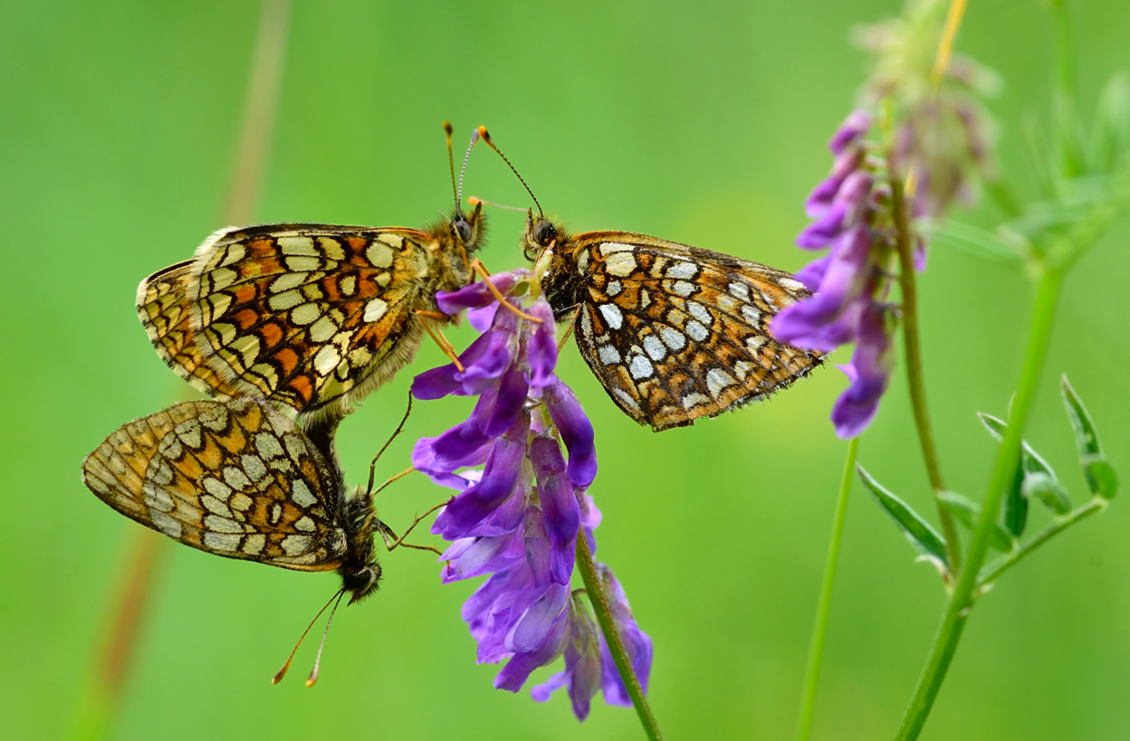 A group of butterflies on a flower