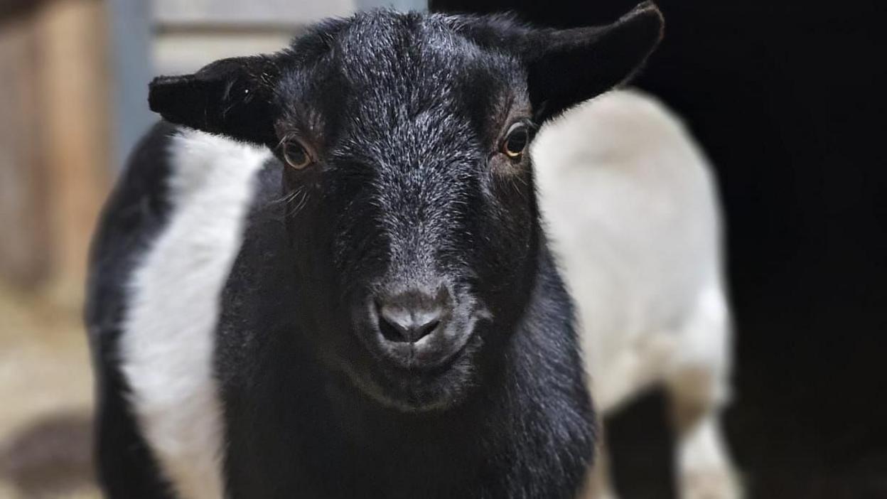 A close-up of Blitzen the goat, who has a black and white coat