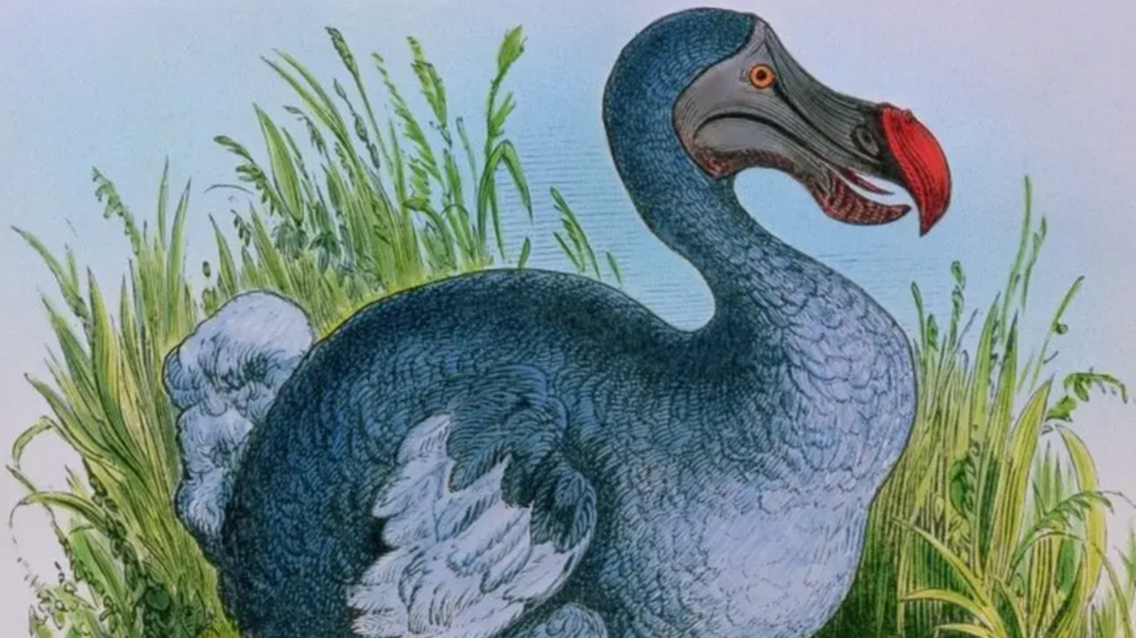An illustration of a dodo.