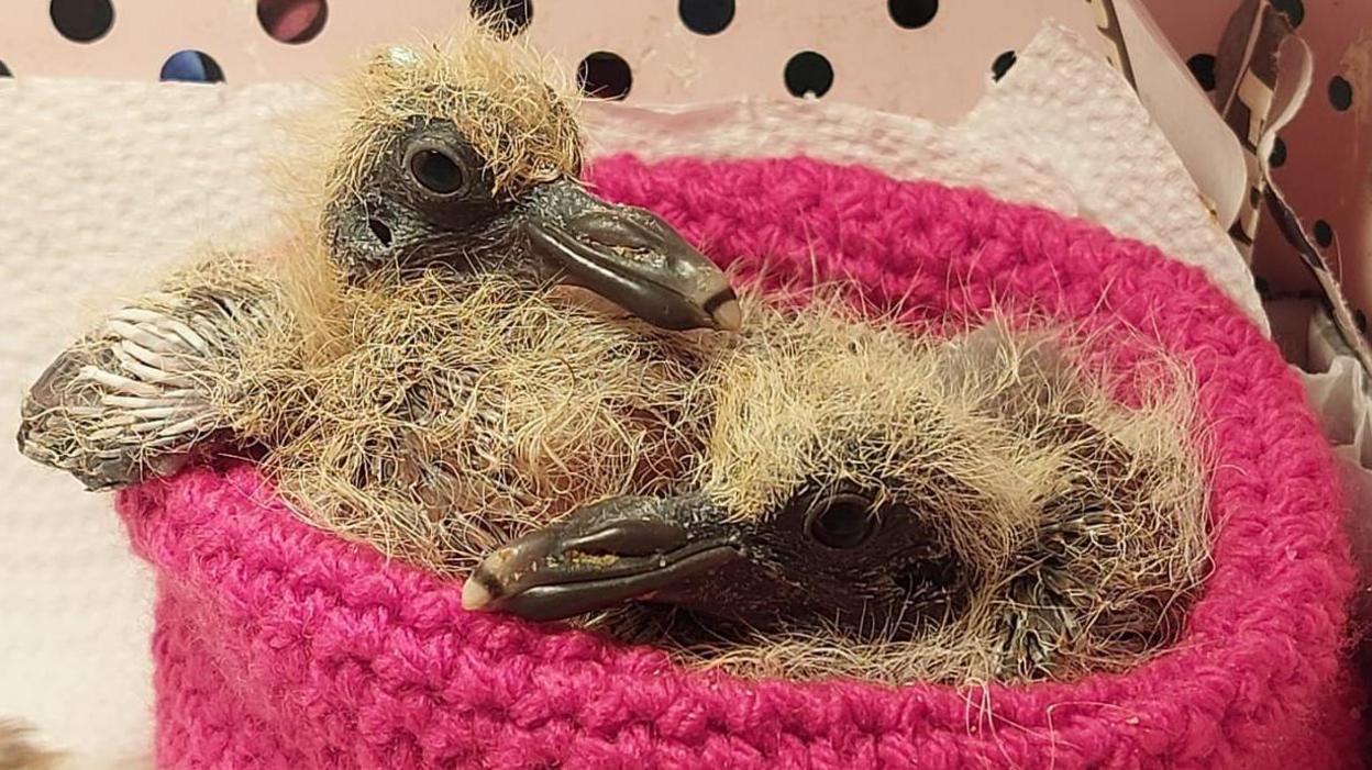 Two baby pigeons, cuddled up in a handmade knitted nest, made by the Frinton community 