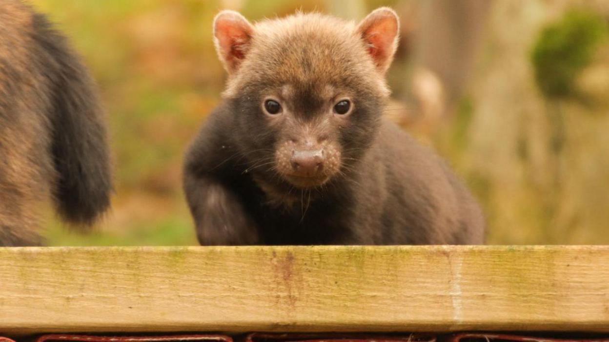 A bush dog puppy walks up to a wooden plank. The puppy has dark brown fur on its body, lighter brown fur on its head, and brown eyes. It looks like a very small bear. In the background, a tree trunk, yellow autumn leaves, and grass can be seen.