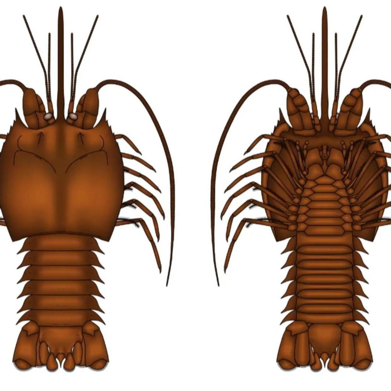 Artist impression of a pygocephalus brymboensis shrimp with spiky shells and long antennae