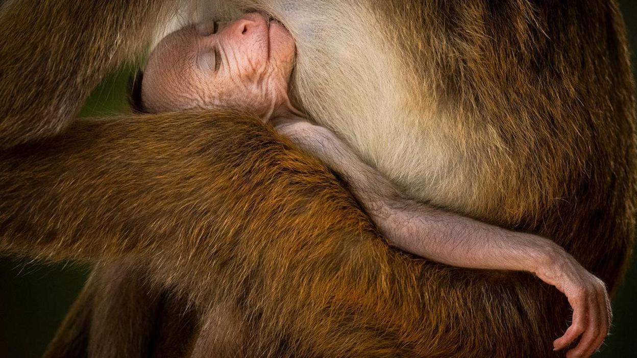 A young monkey is held to the breast of its mother.  It's arm is outstretched and hanging limp and it's head is tilted back in the embrace.  Its eyes are closed and there is a look of complete peace on its face.