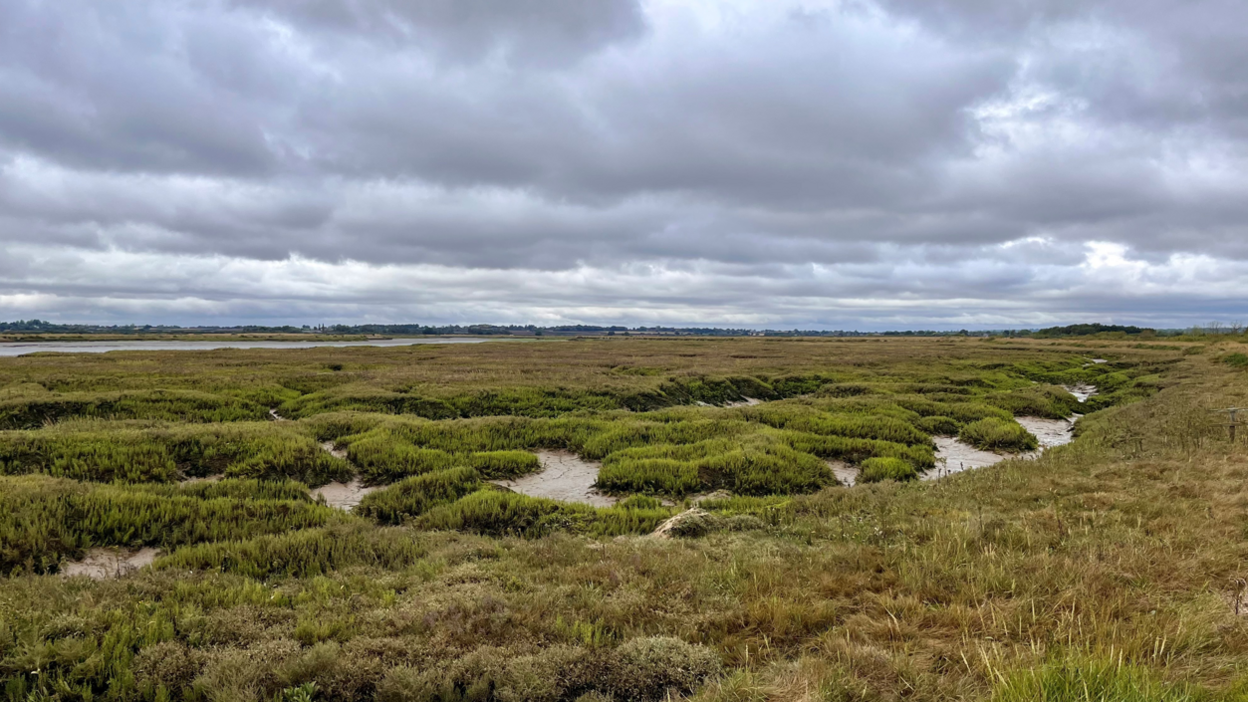 Abbotts Hall nature reserve saltmarsh