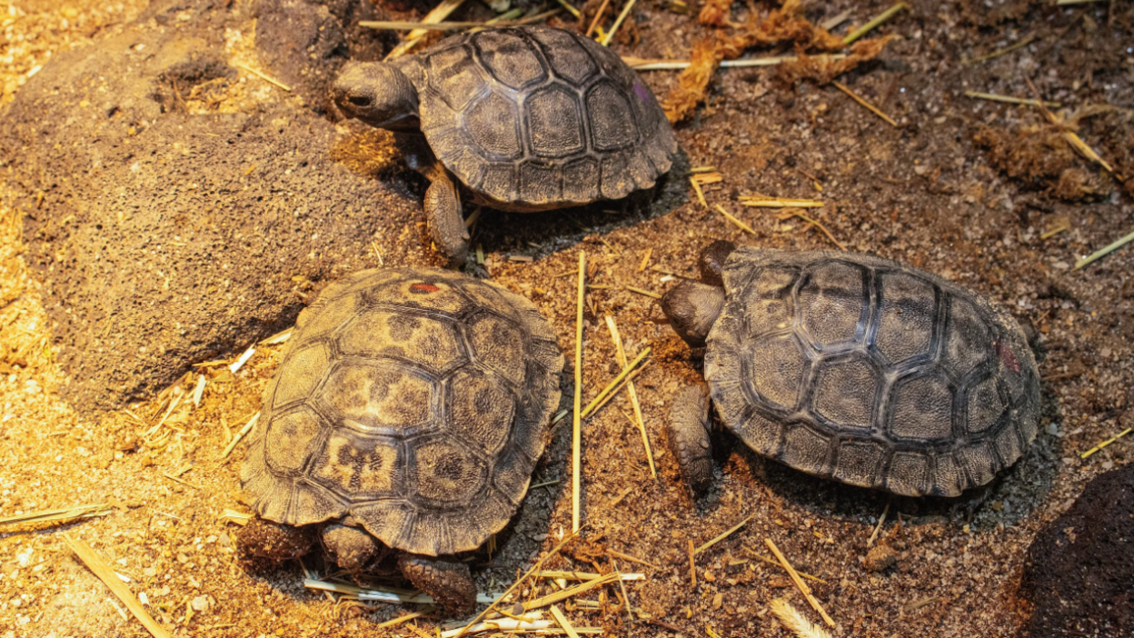 Four tiny tortoises. 