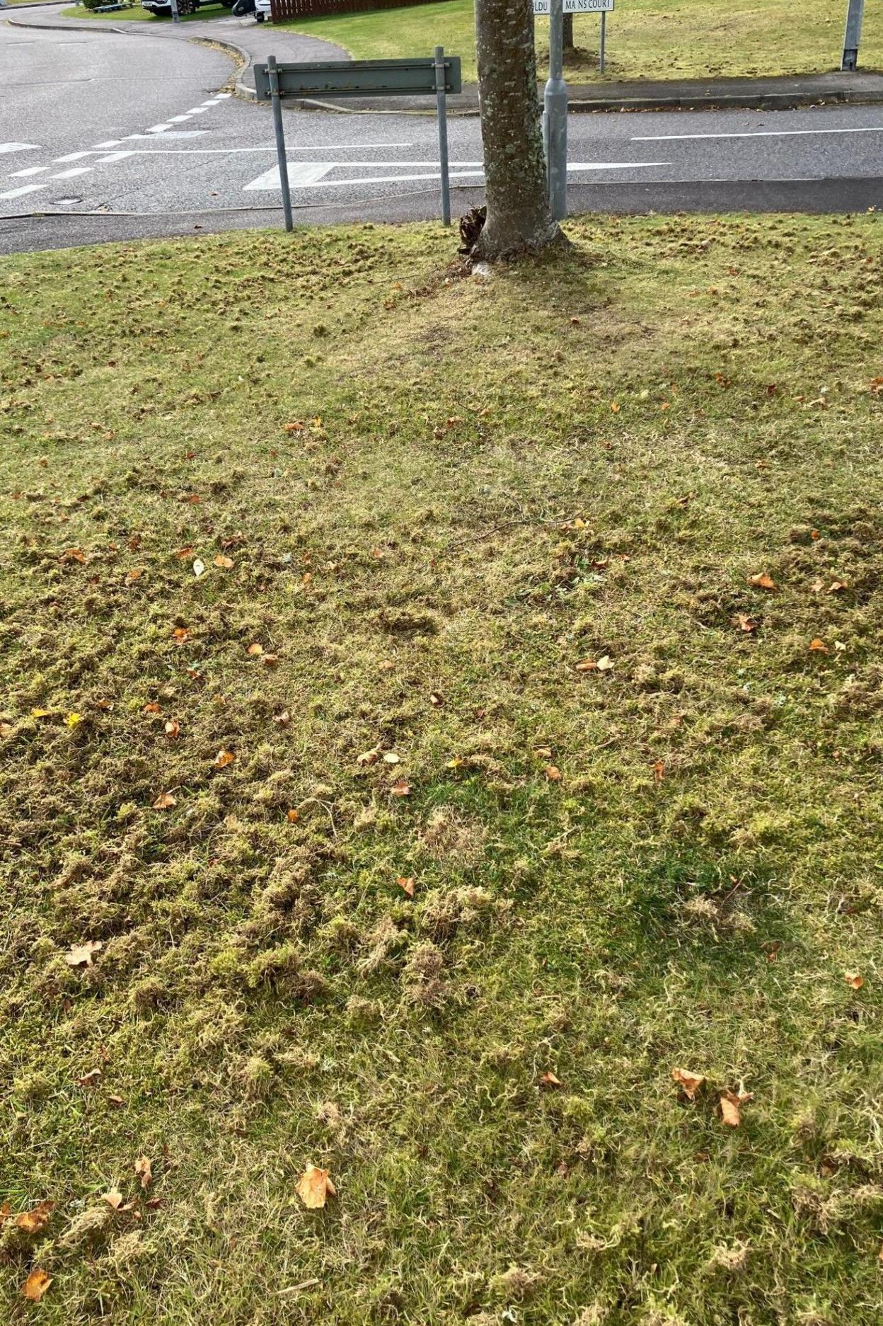 An area of uprooted moss near a tree in an Inverness street.