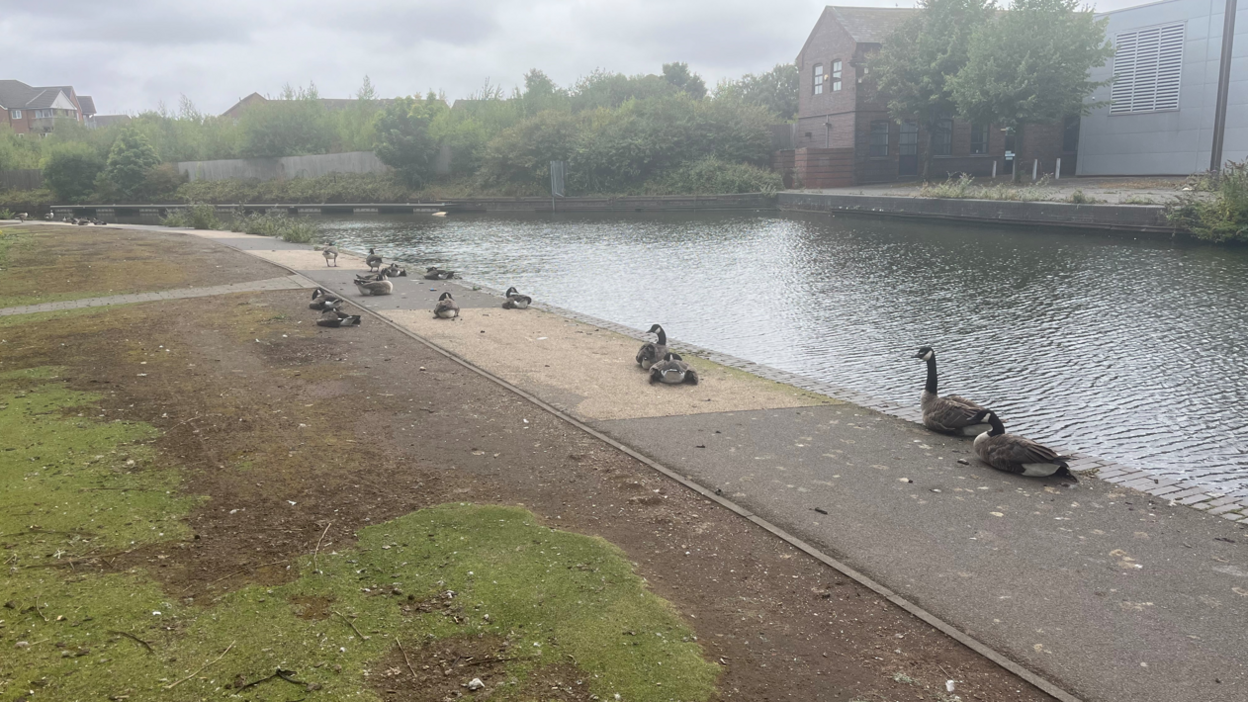 A group of geese sitting and lying down on a canal path, with trees and buildings on the other side of the canal 