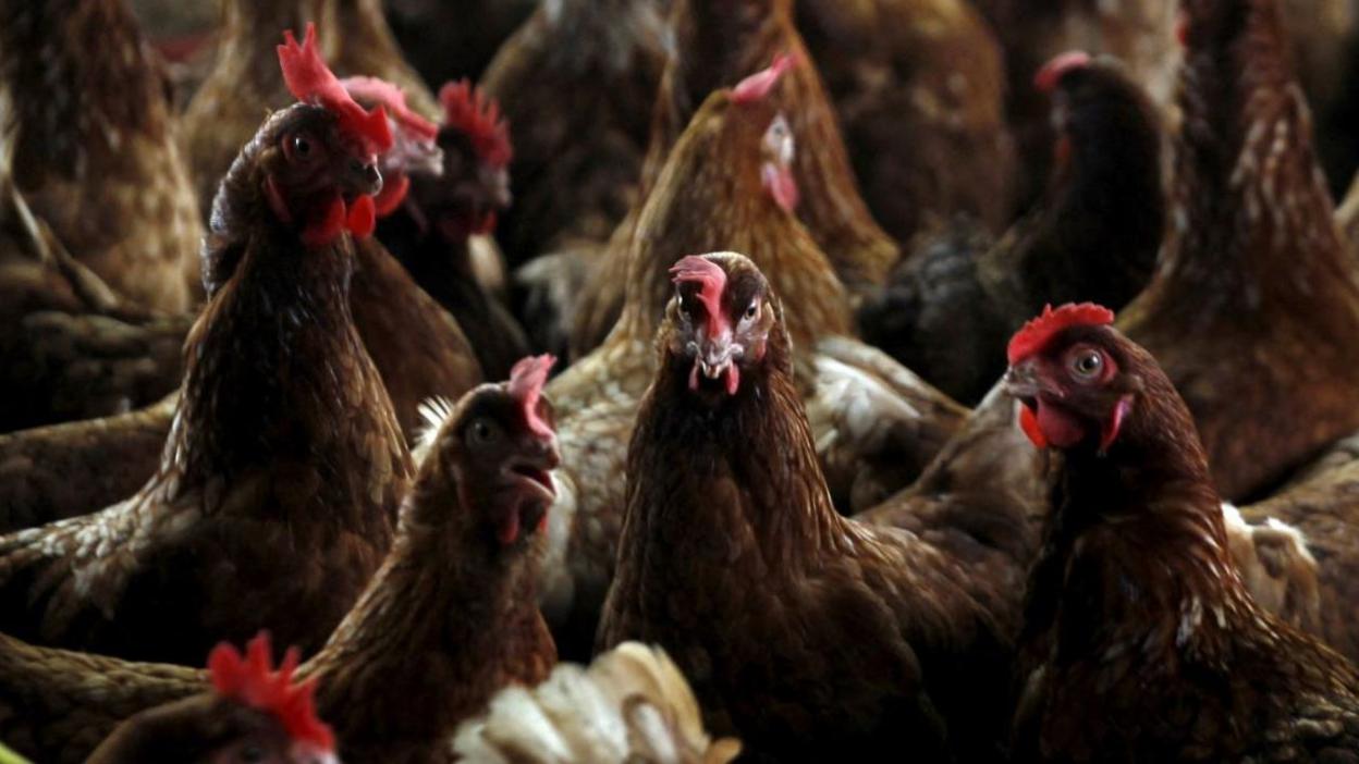 A shot of a closely packed chickens in a barn.