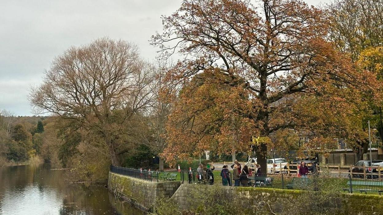 A view of the 100-year-old oak tree near the River Wharfe in Otley. Tree has autumn leaves and there is a group of people standing beneath it.