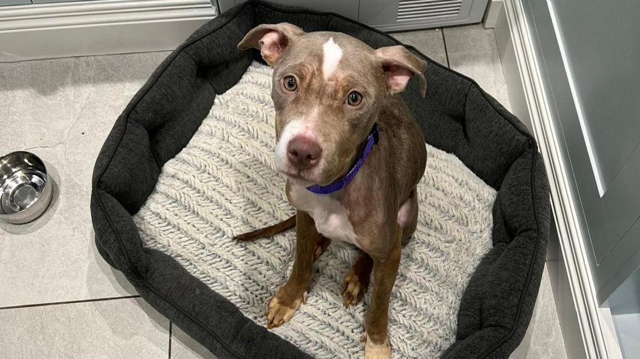 Nova, a brindle-coloured puppy wearing a blue collar, sits up in a clean dog bed