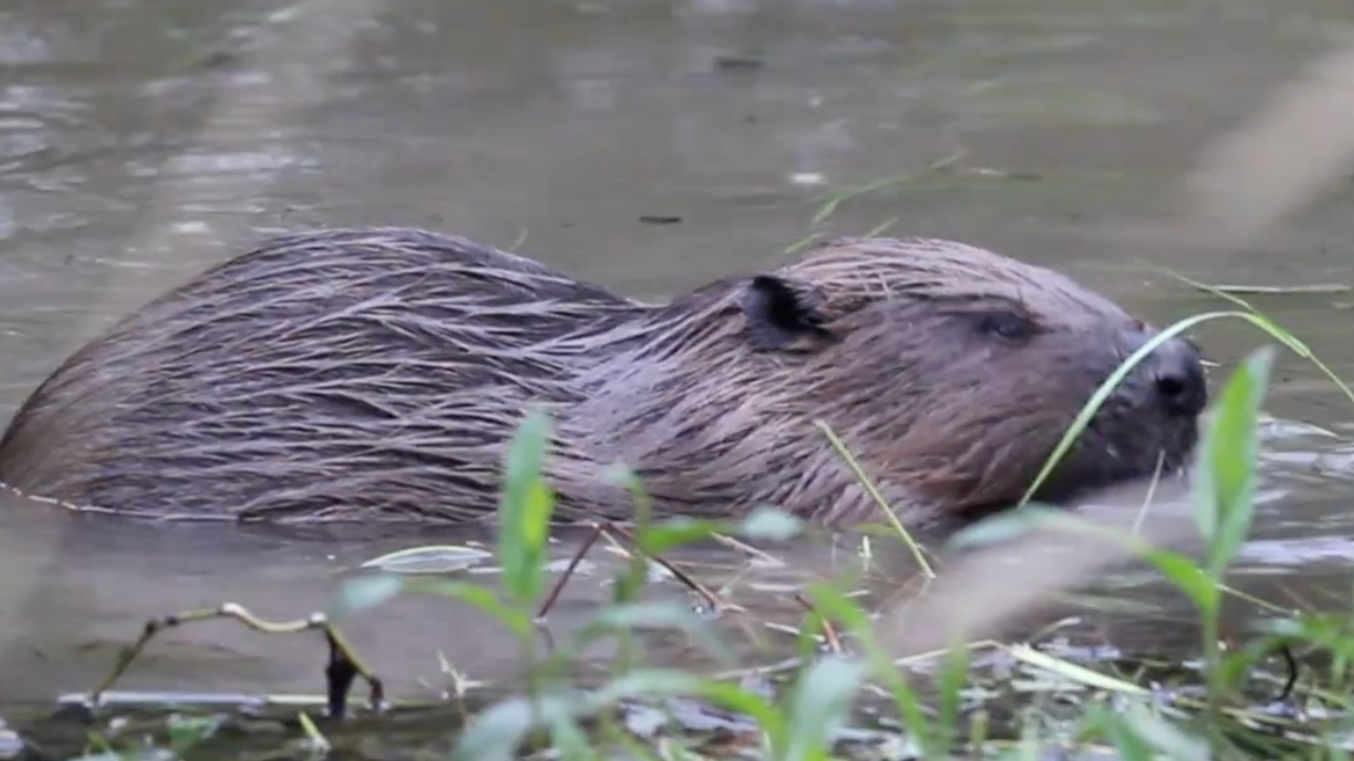 A beaver in the water