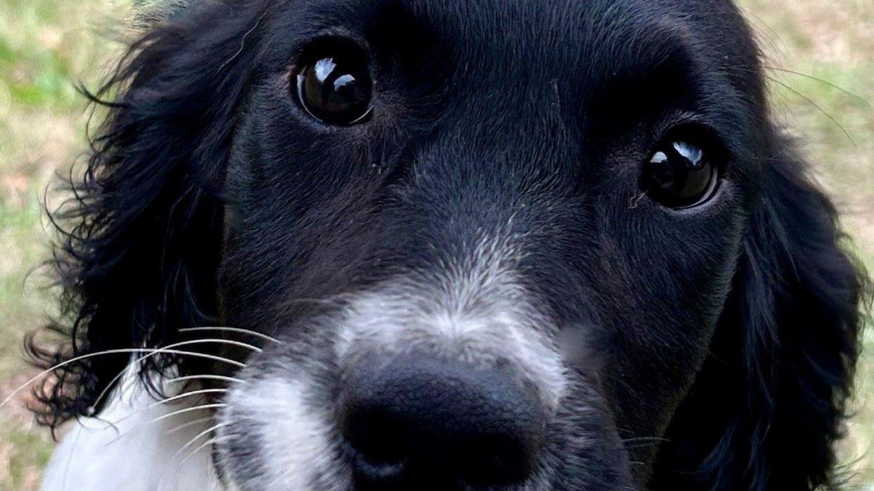 The close-up face of a black and white puppy. The dog has whiskers and its eyes are wide open.