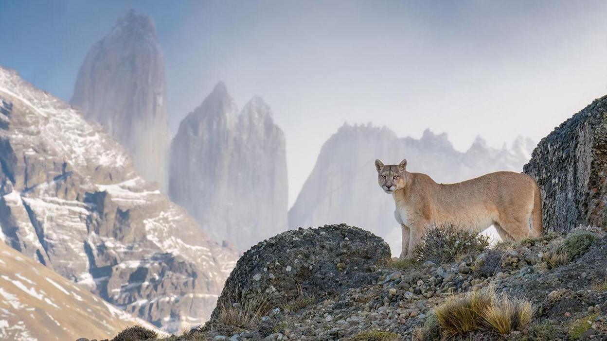 Puma on a mountain