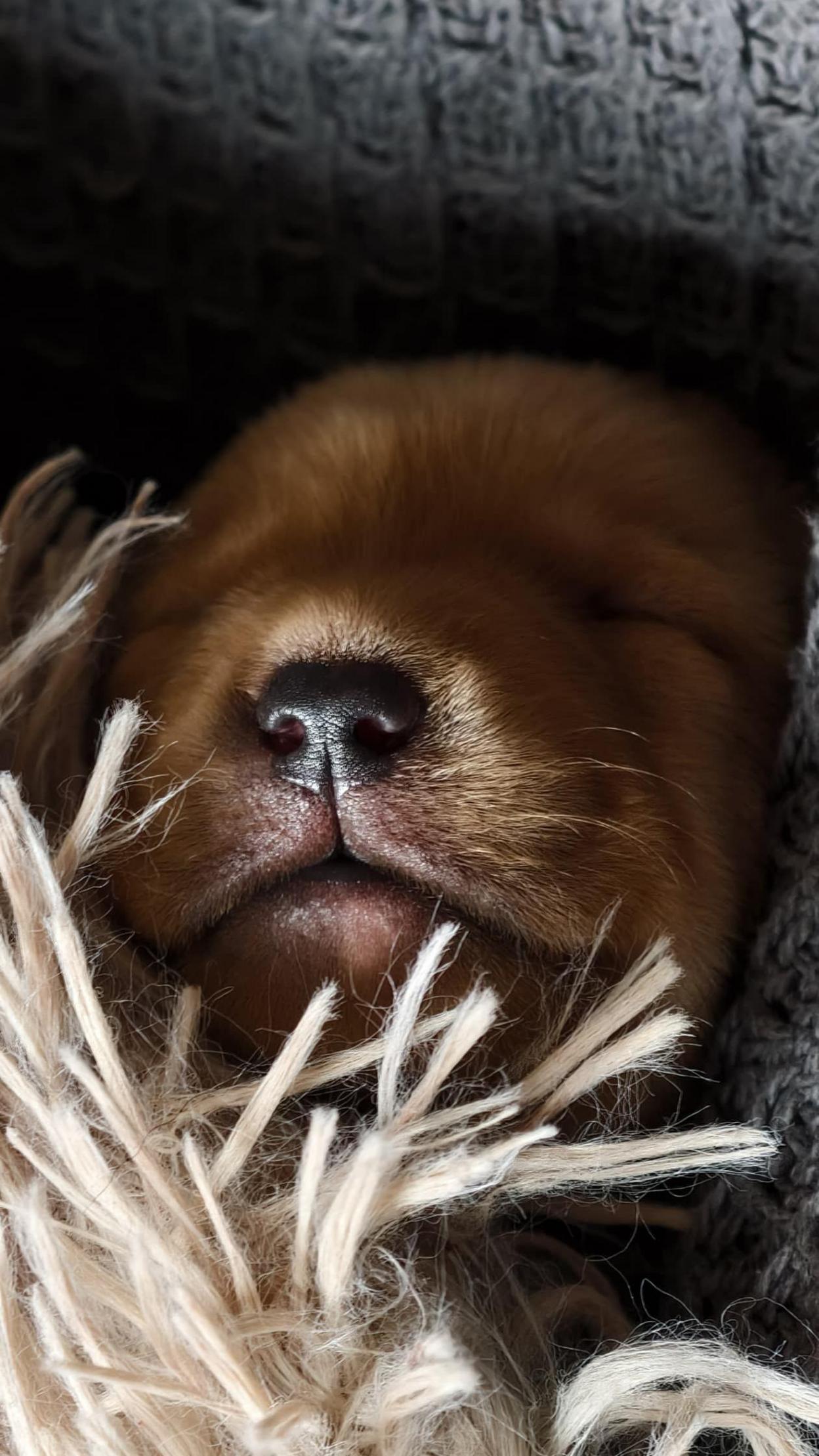 Face of a puppy, sleeping, nestled inside a blanket.