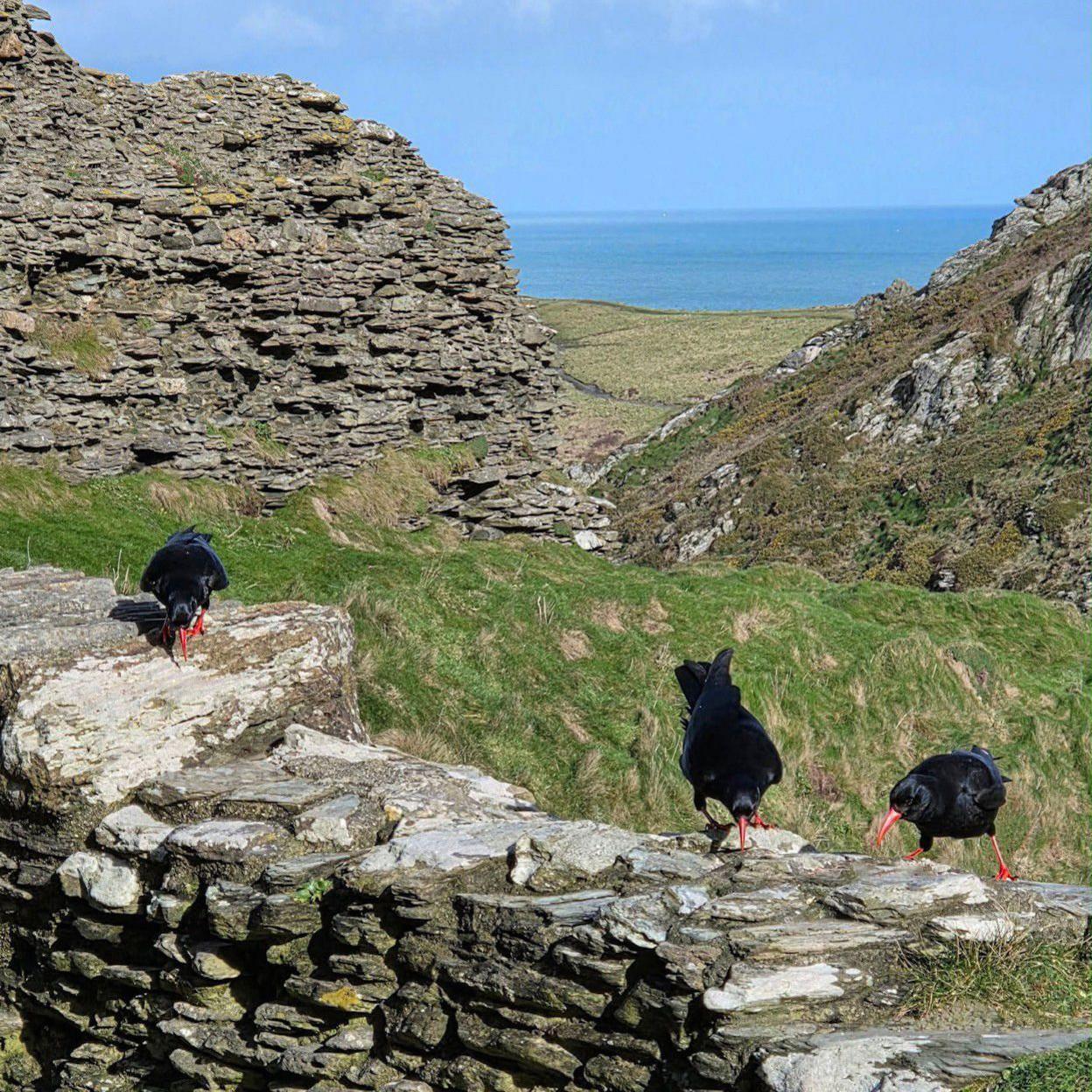 Three black birds with red beaks in the remains of a castle