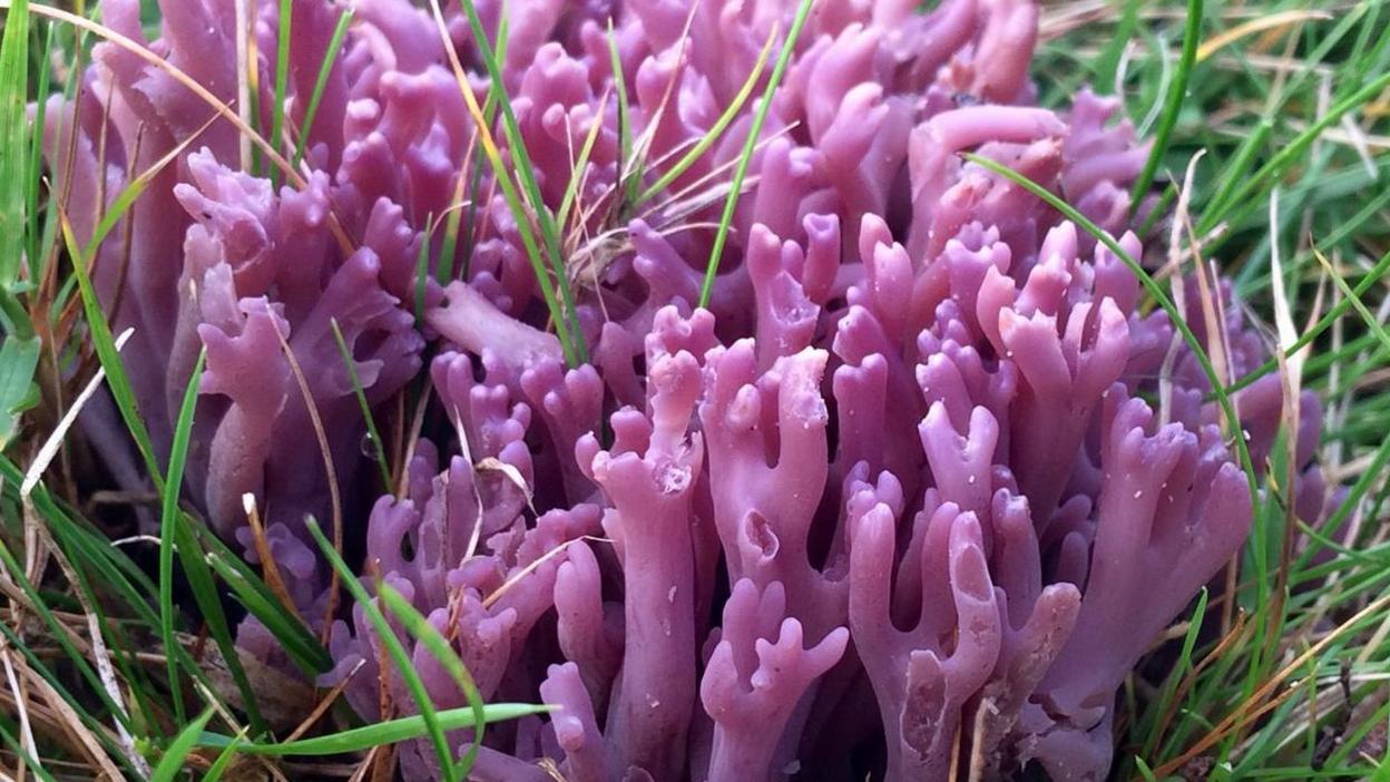Coral shaped purple-violet mushroom growing in grass.