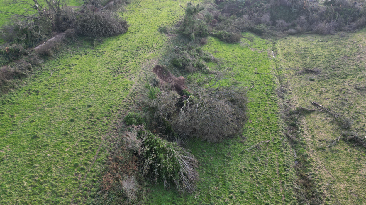 Fallen trees after tornado in Grouville