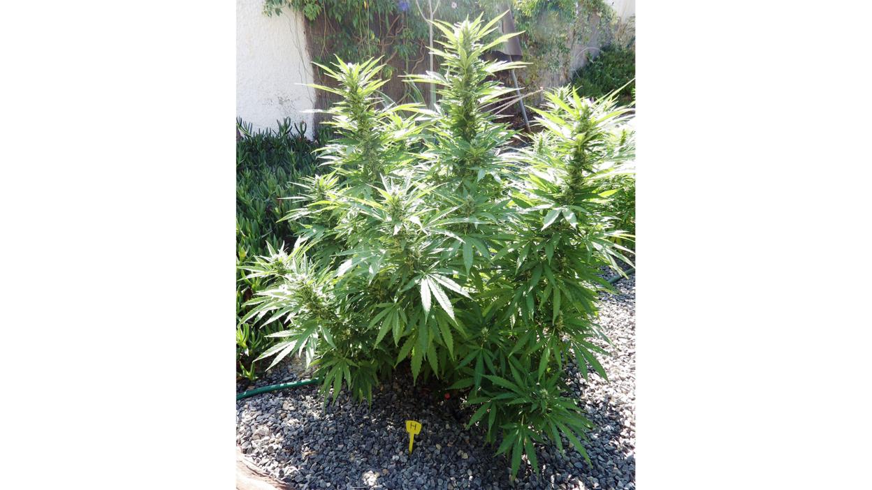 Cannabis plant
