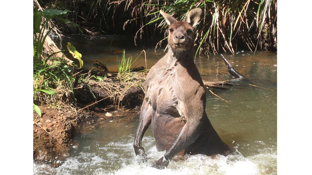 Muscular kangaroo