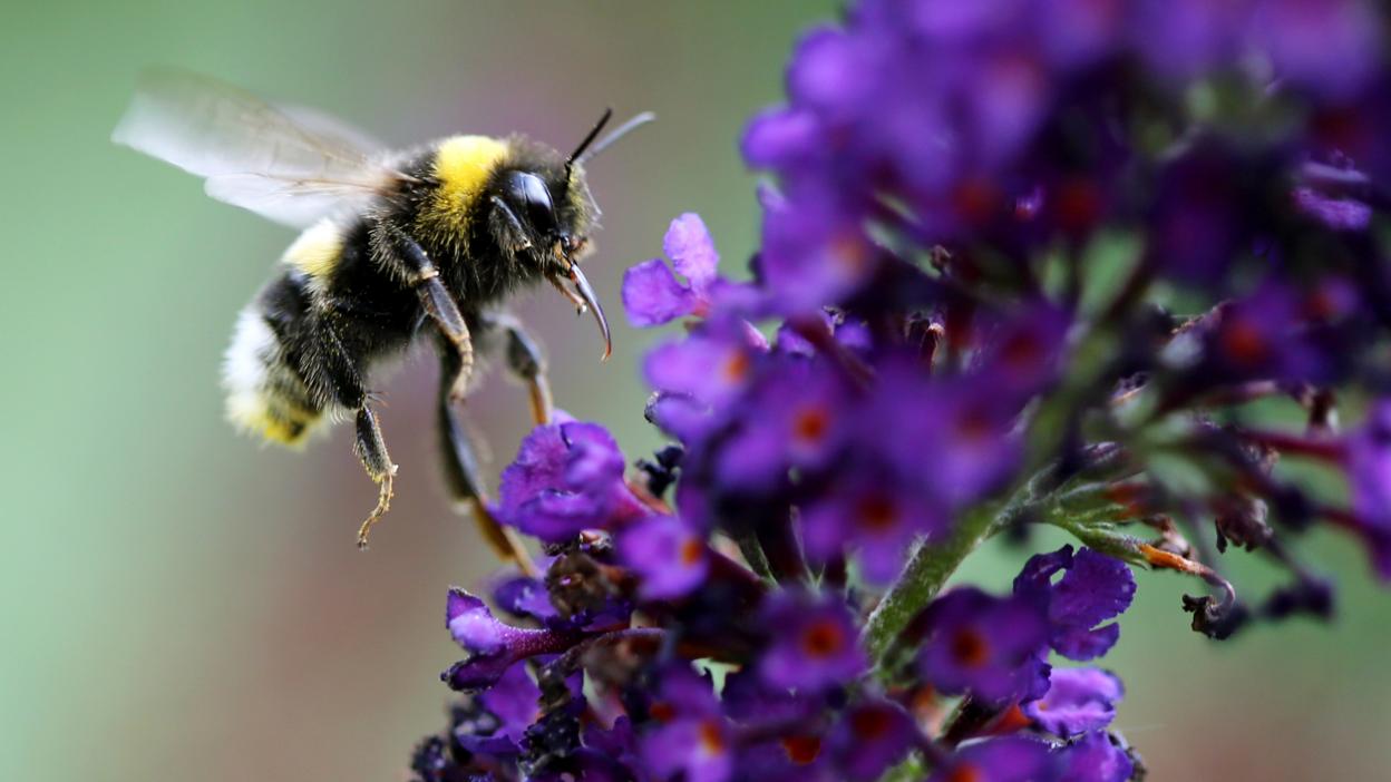 Bee on a purple flower