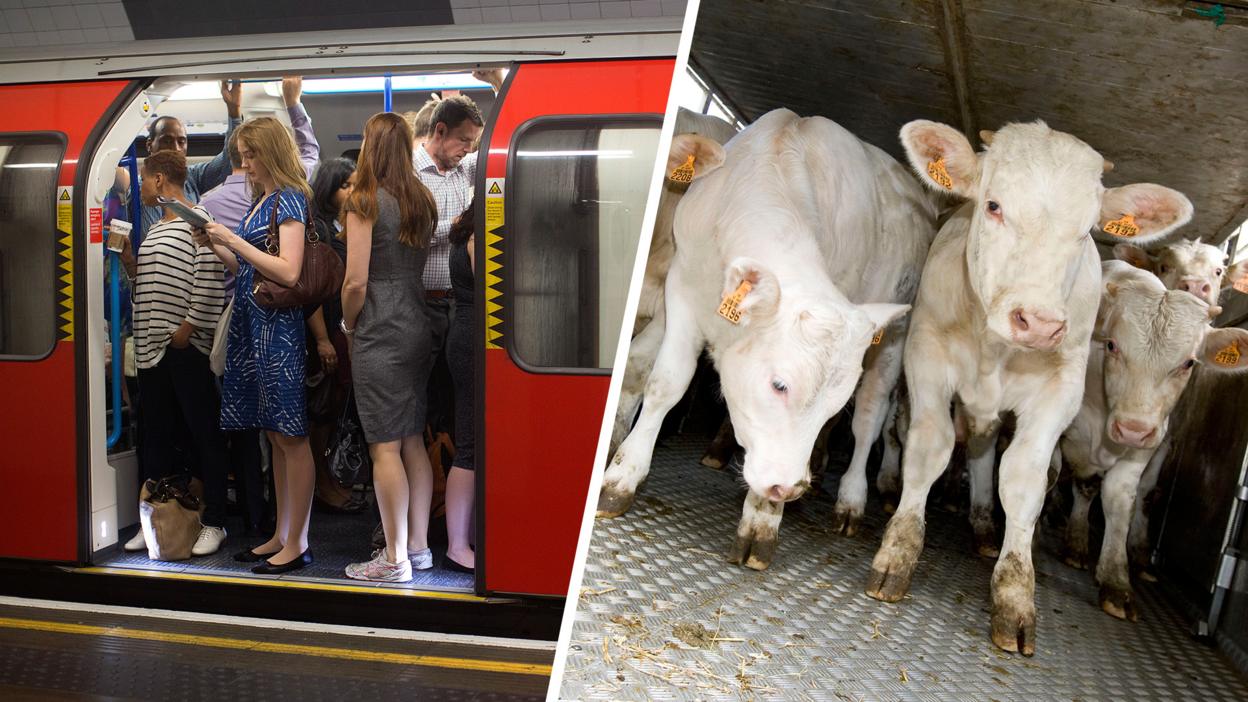 Cows and people on the tube