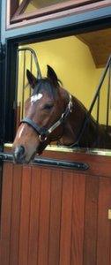 Frankel in his stable at Banstead