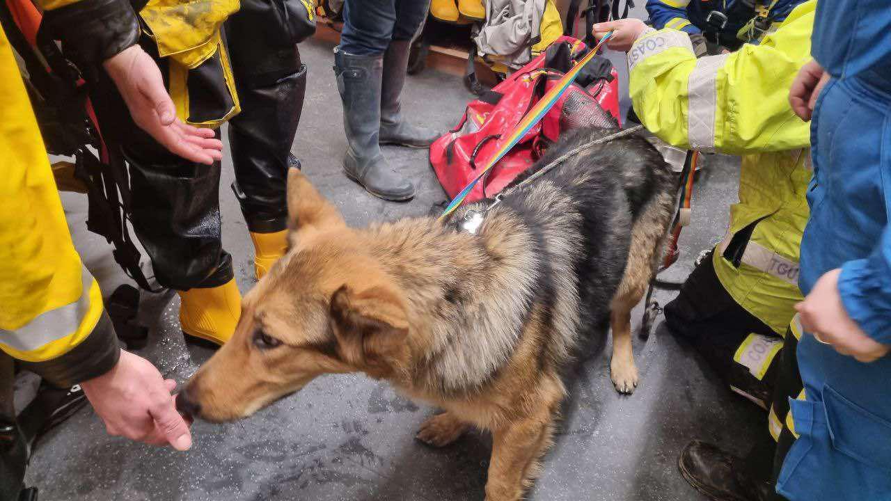 Pecco is a tan and black German Shepherd. She is on a rainbow-coloured lead and is surrounded by RNLI crew members and coastguards, one of whom is reaching their hand out to let Pecco sniff. 