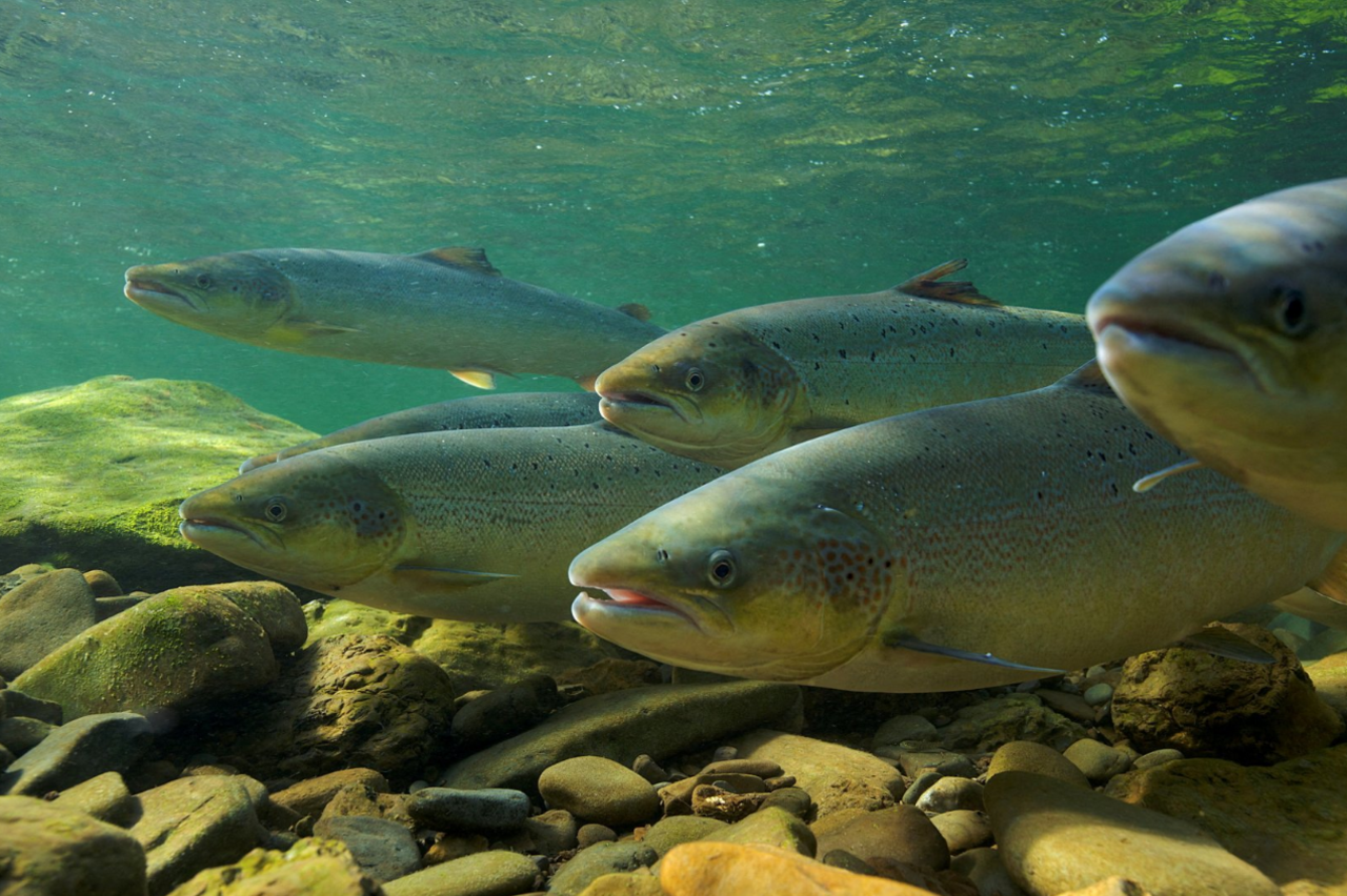 Shows Atlantic salmon in water