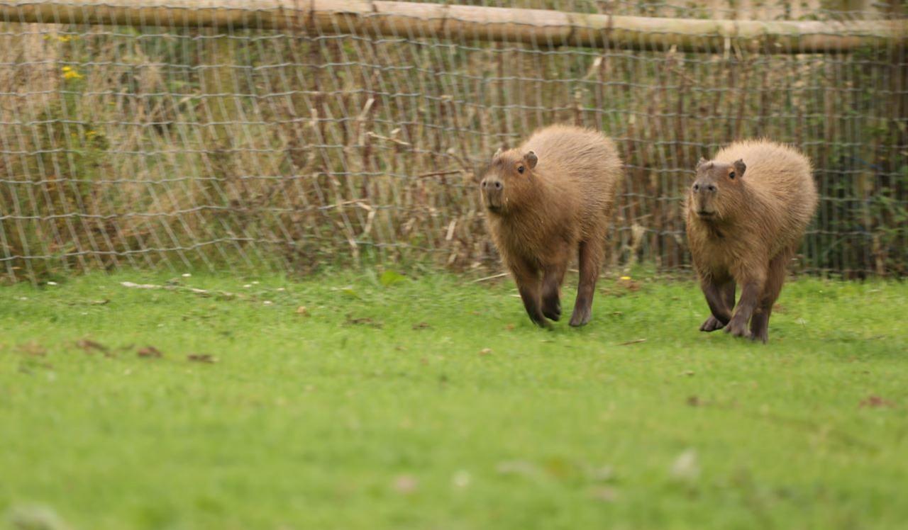 Two capybaras walking through grass in a zoo enclosure bordered by a wood and netting fence.