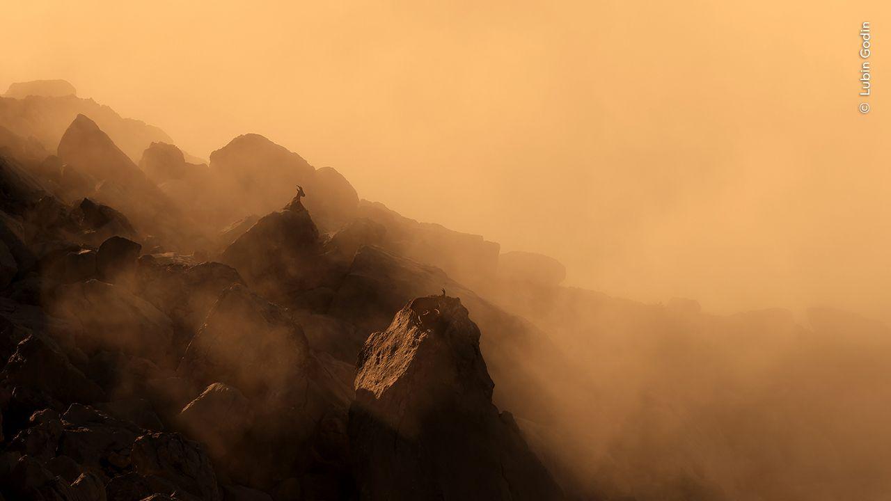 Misty mountains with the outline of a Apline ibex.