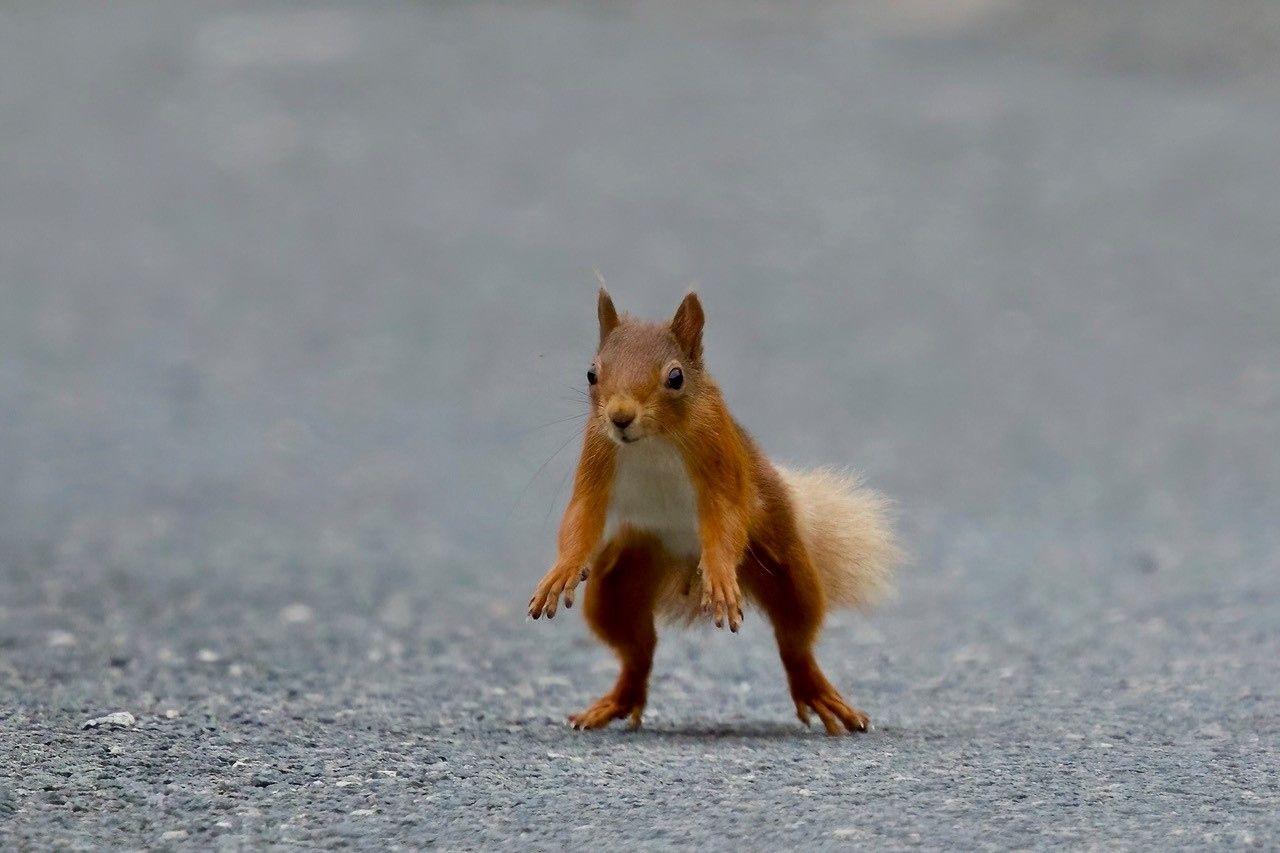 Red squirrel