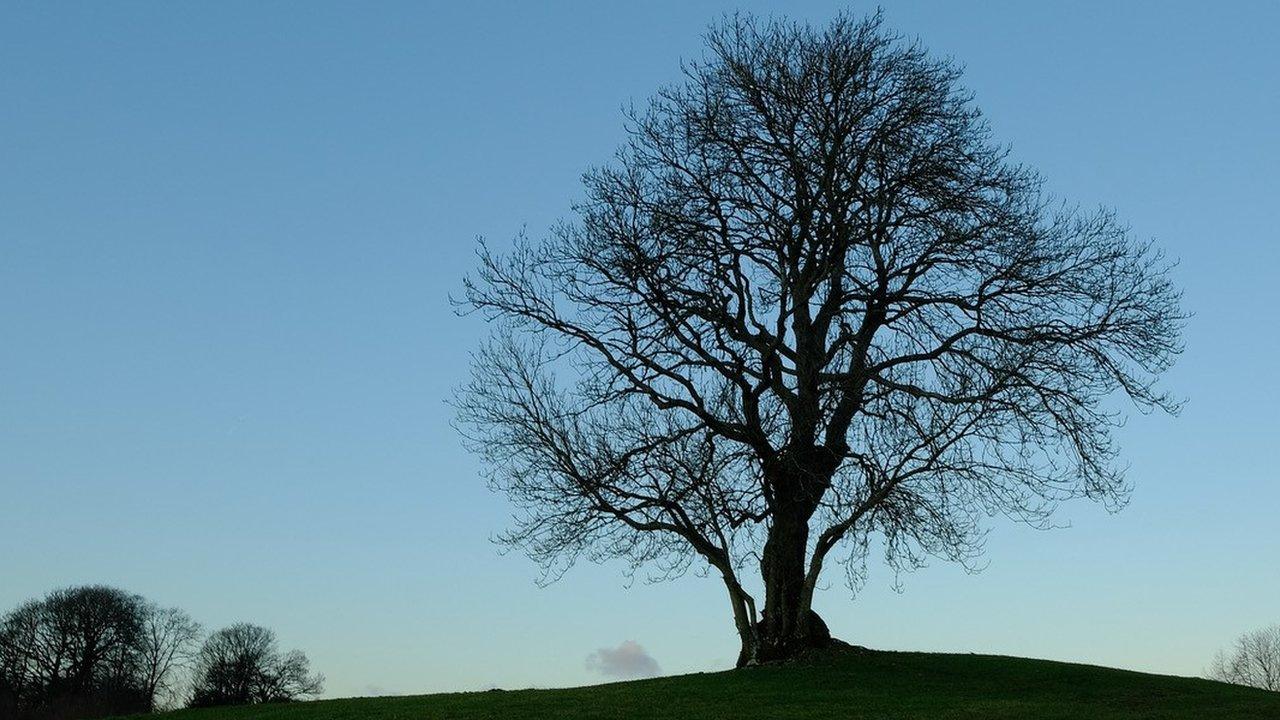 Ash tree silohuette, Cumbria (Image courtesy of National Trust Images and Peter Tasker)