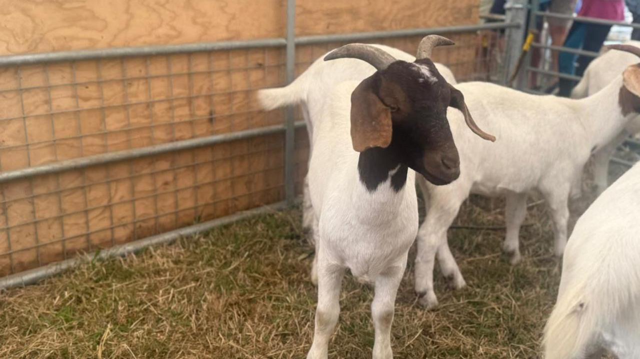 Brown and white goats in a pen, standing on brown and green hay.