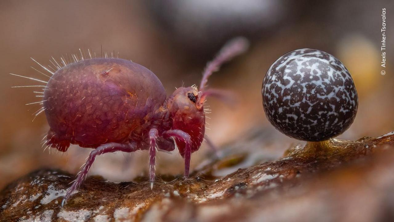 tiny bug on wood.