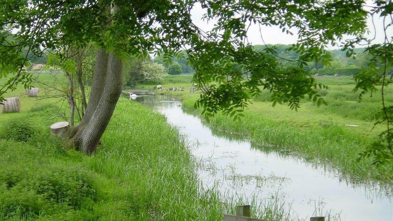 The River Misbourne upstream of 18th-century country house Shardeloes in Buckinghamshire photographed on a cloudy day. A sheep and geese could be seen near the water in the distance. Lush greenery surrounds the stream.