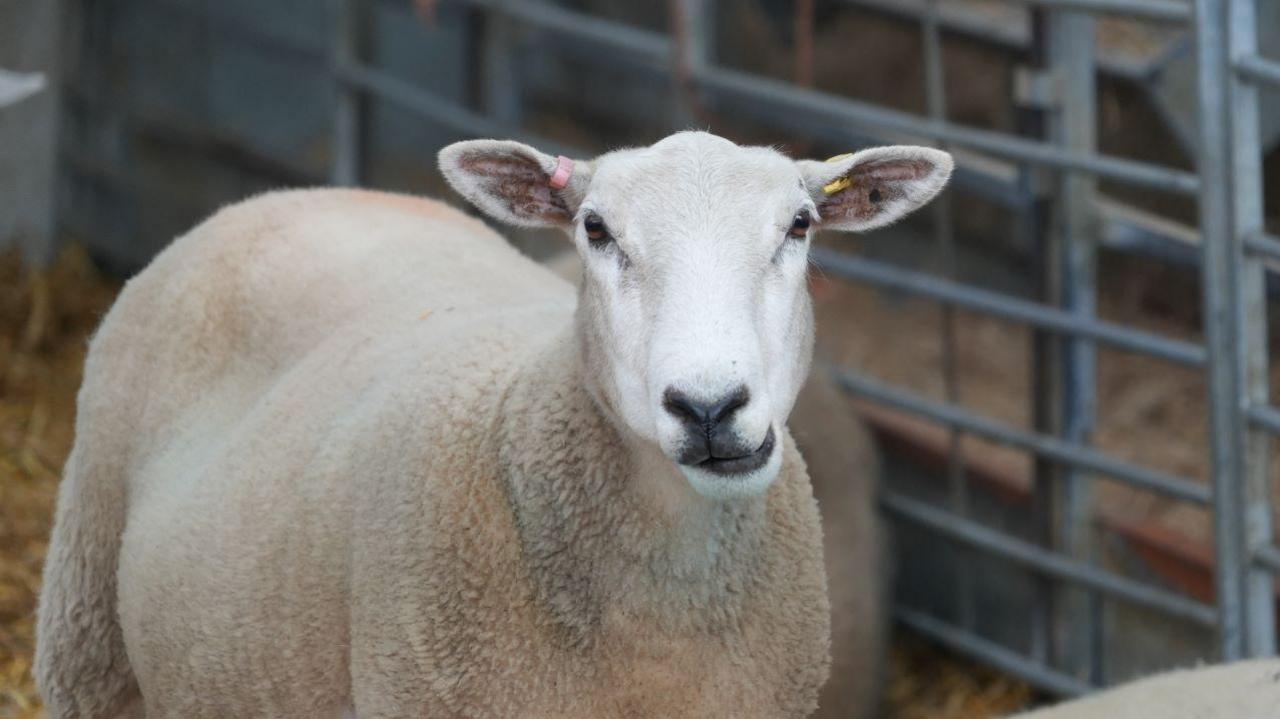 A sheep in a barn looking towards the camera. 