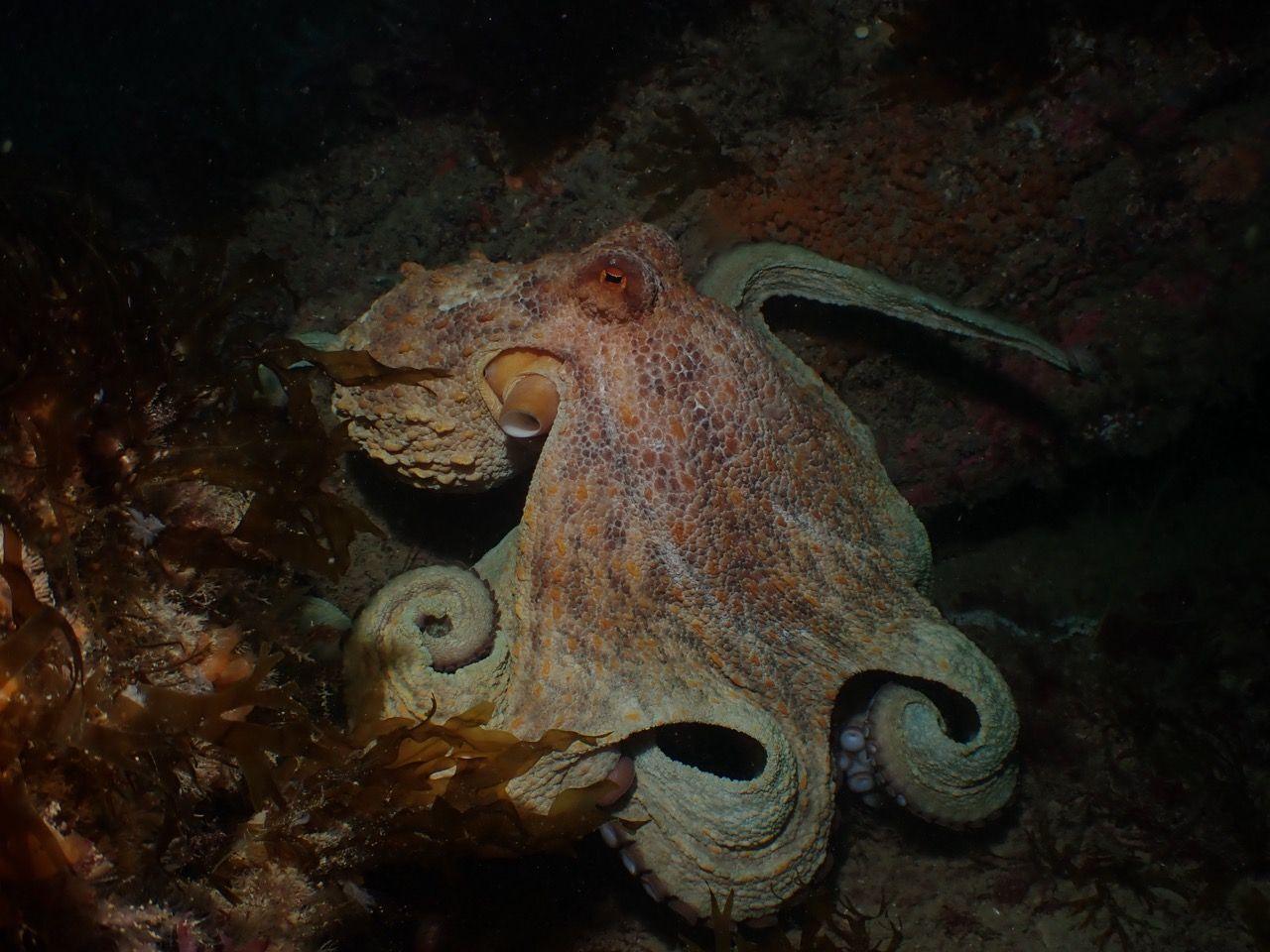 Octopus