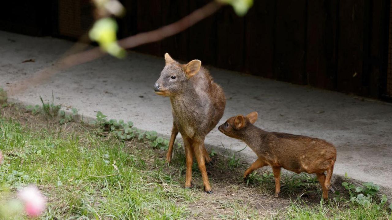 Pudu with its mother