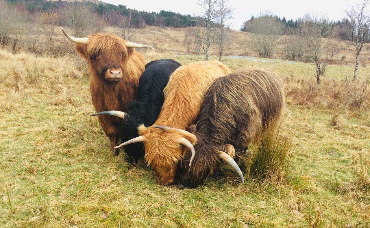 Highland cows