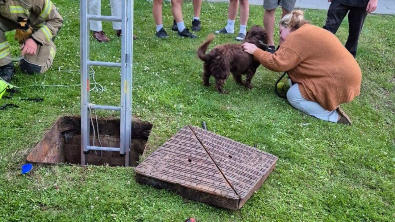 Bramble, a cocker spaniel, rescued by firefighters